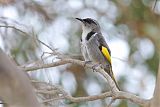 Crescent Honeyeater